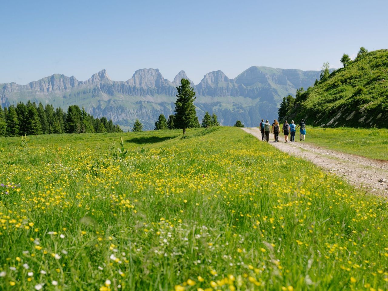 Wildtierbeobachtung Murmeltier im Heidiland