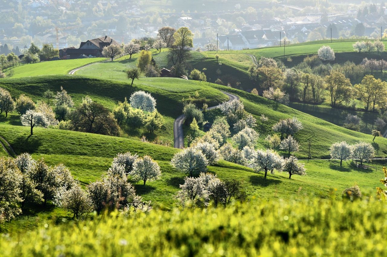 Frühling Fricktaler Chriesiweg