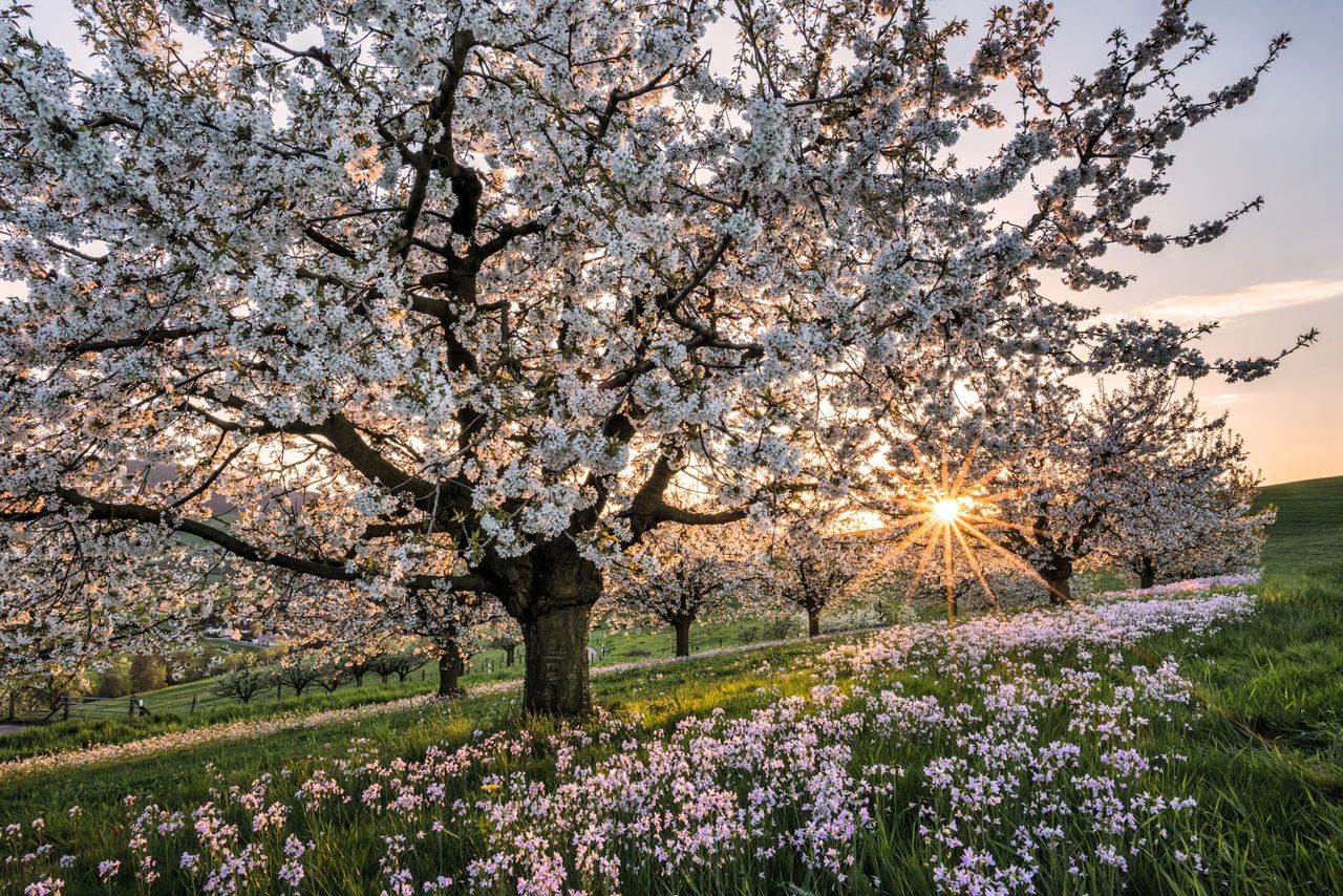 Kirschbaum Frühling Blüte