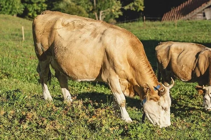 Ab Zürich: Privater Tagesausflug nach Appenzell, Heidiland und Liechtenstein