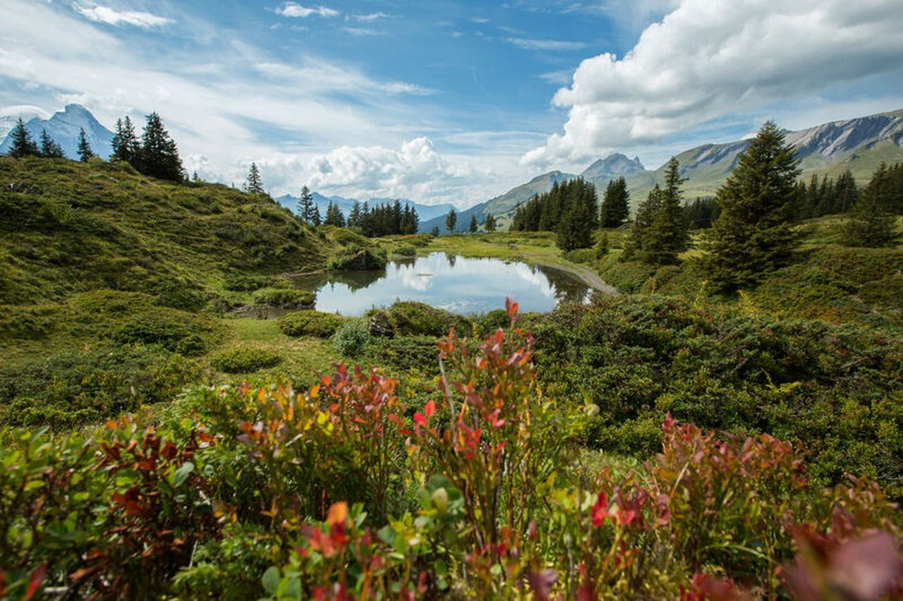 Bernese Oberland