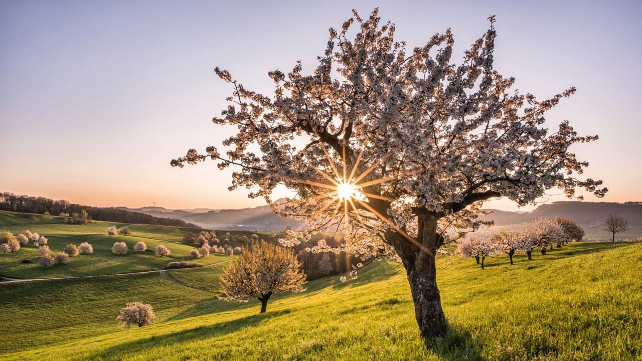 Frühling Schweiz Kirschblüten