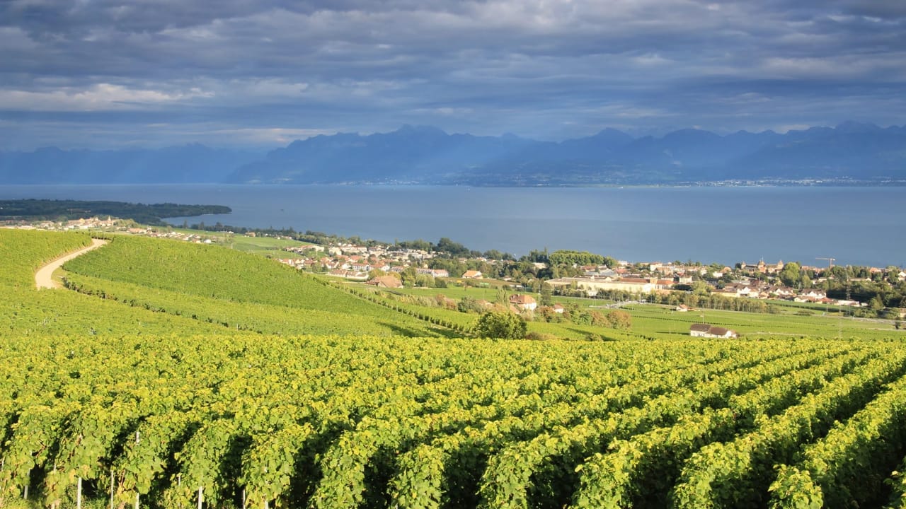 Weinberge Nyon See