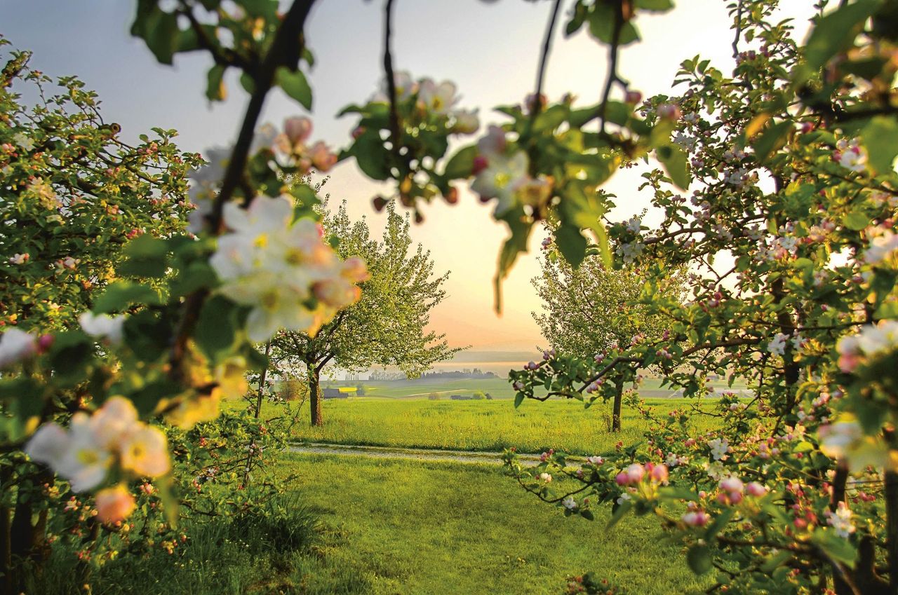 Frühling Altnauer Apfelweg