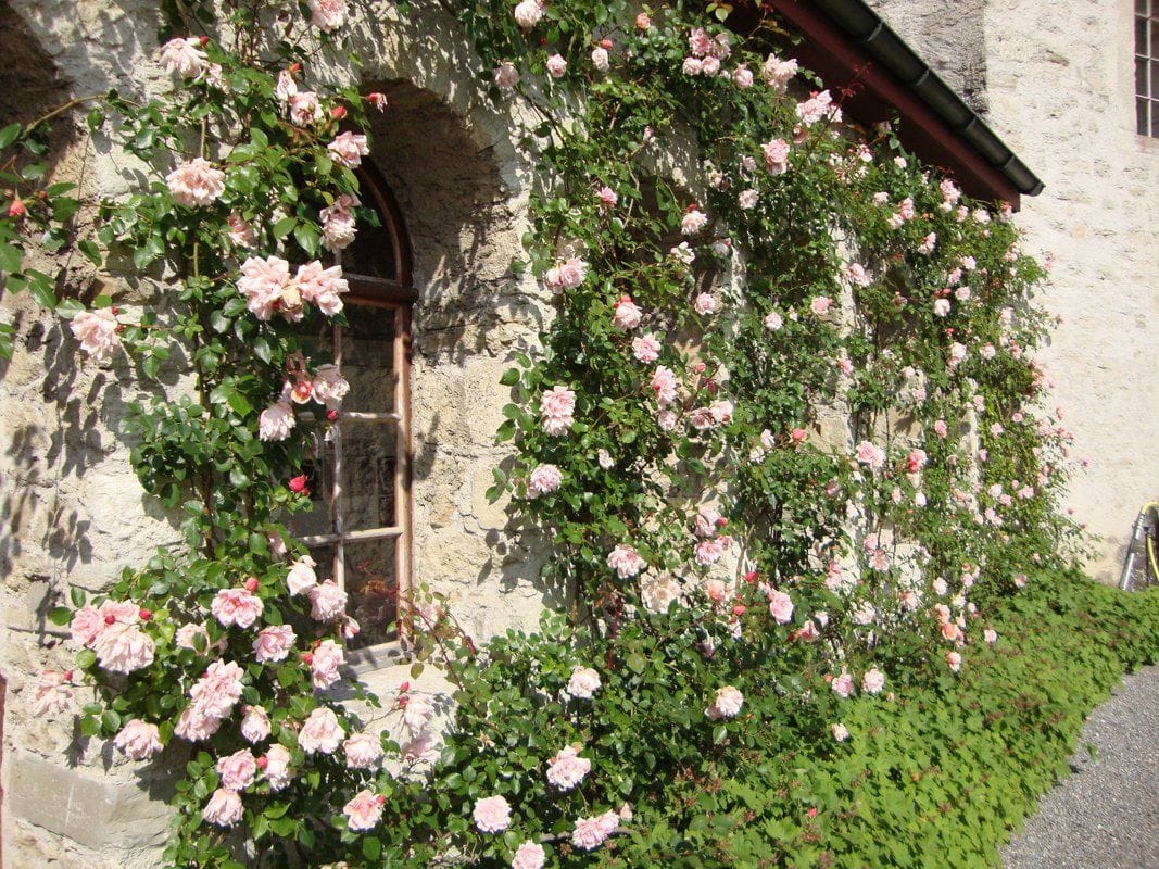 Schloss Lenzburg Rosengarten