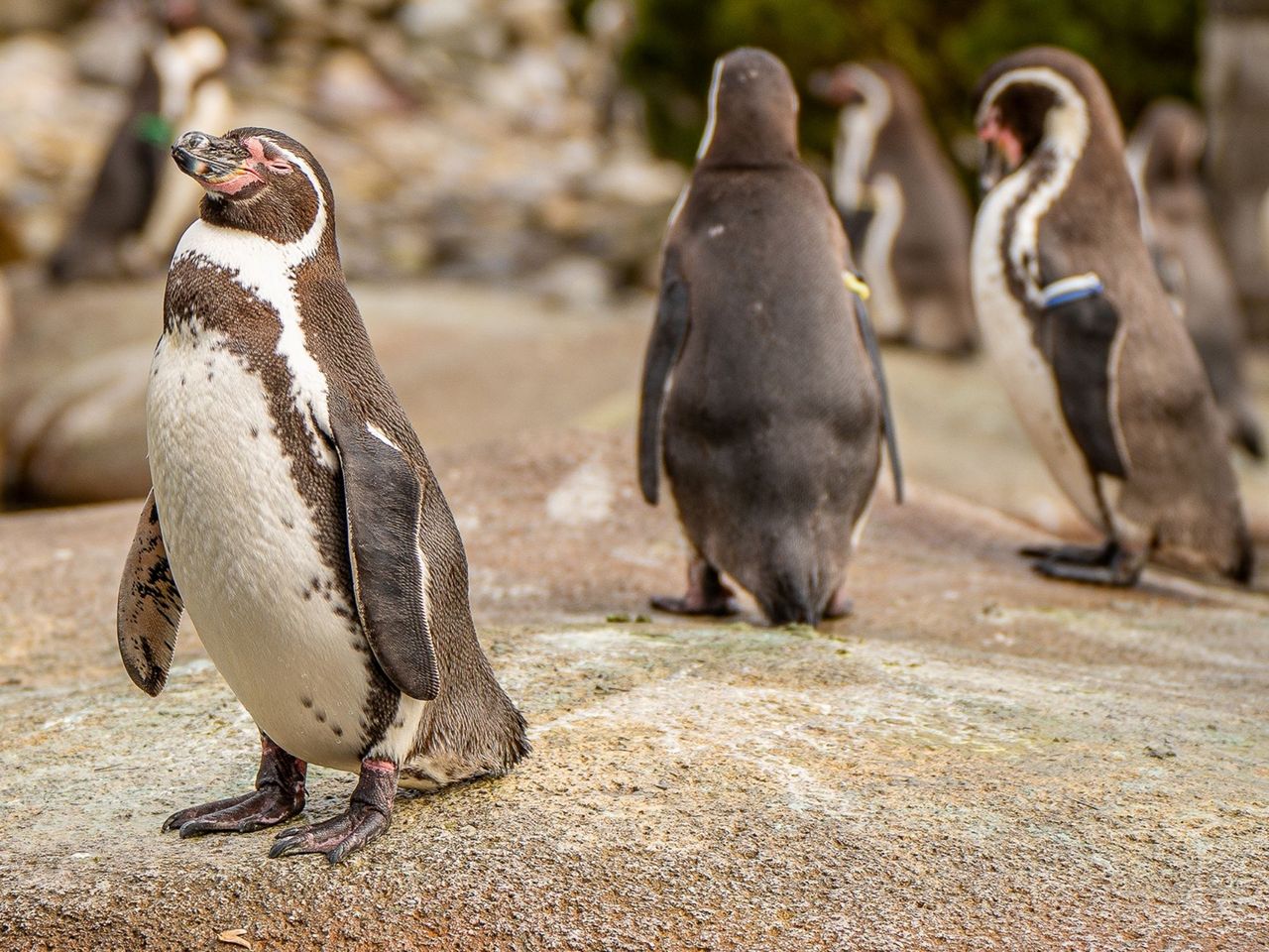 Penguin Feeding at Knies Kinderzoo Rapperswil