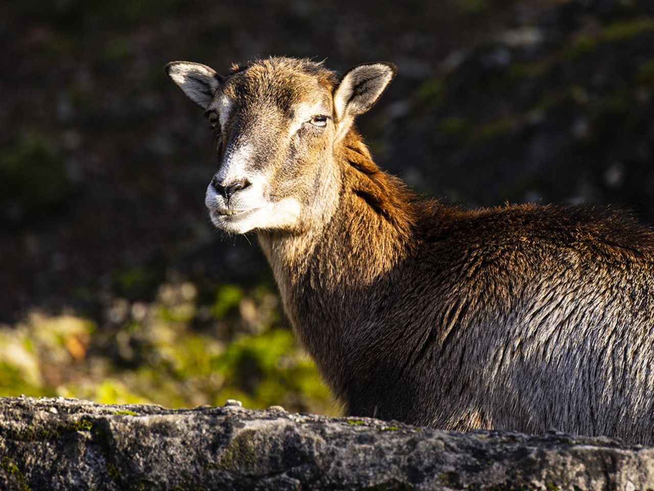 Fototour Tierpark Goldau