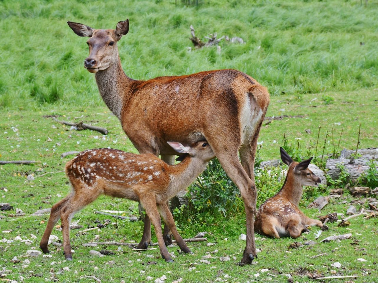 Frühling Rehkiz