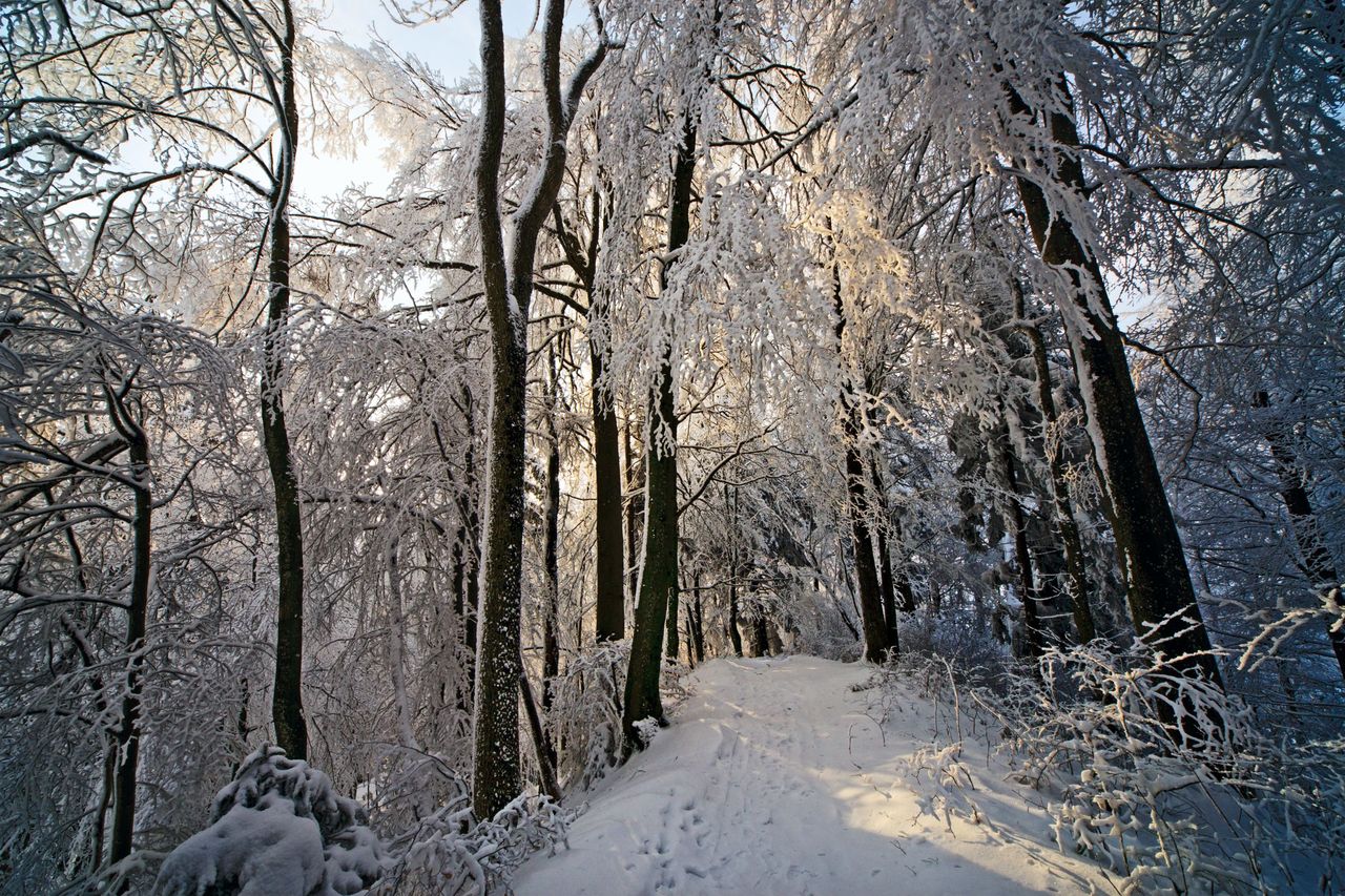 Naturpark Zürich Sihlwald Waldpfad