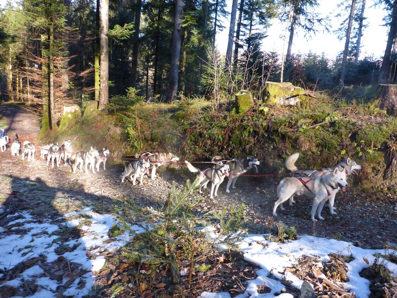 Autumn sled dog cart ride in Ermenswil