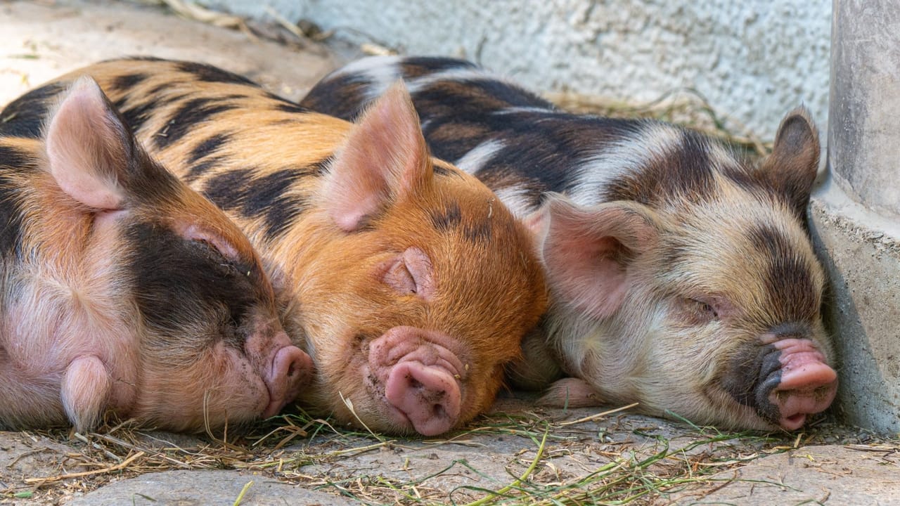 Frühling Ferkel