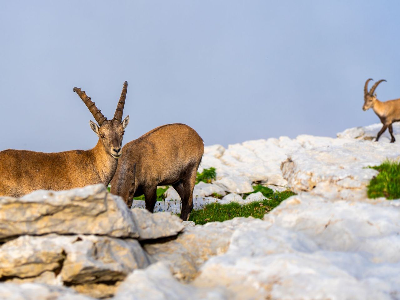 “Wild- und Naturbeobachtung Chäserrugg” Geführte Wanderung im Toggenburg