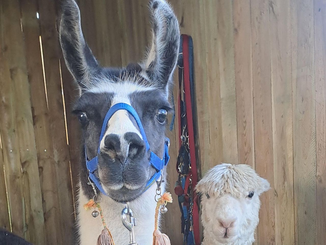Lama und Alpakatrekking bei Bern