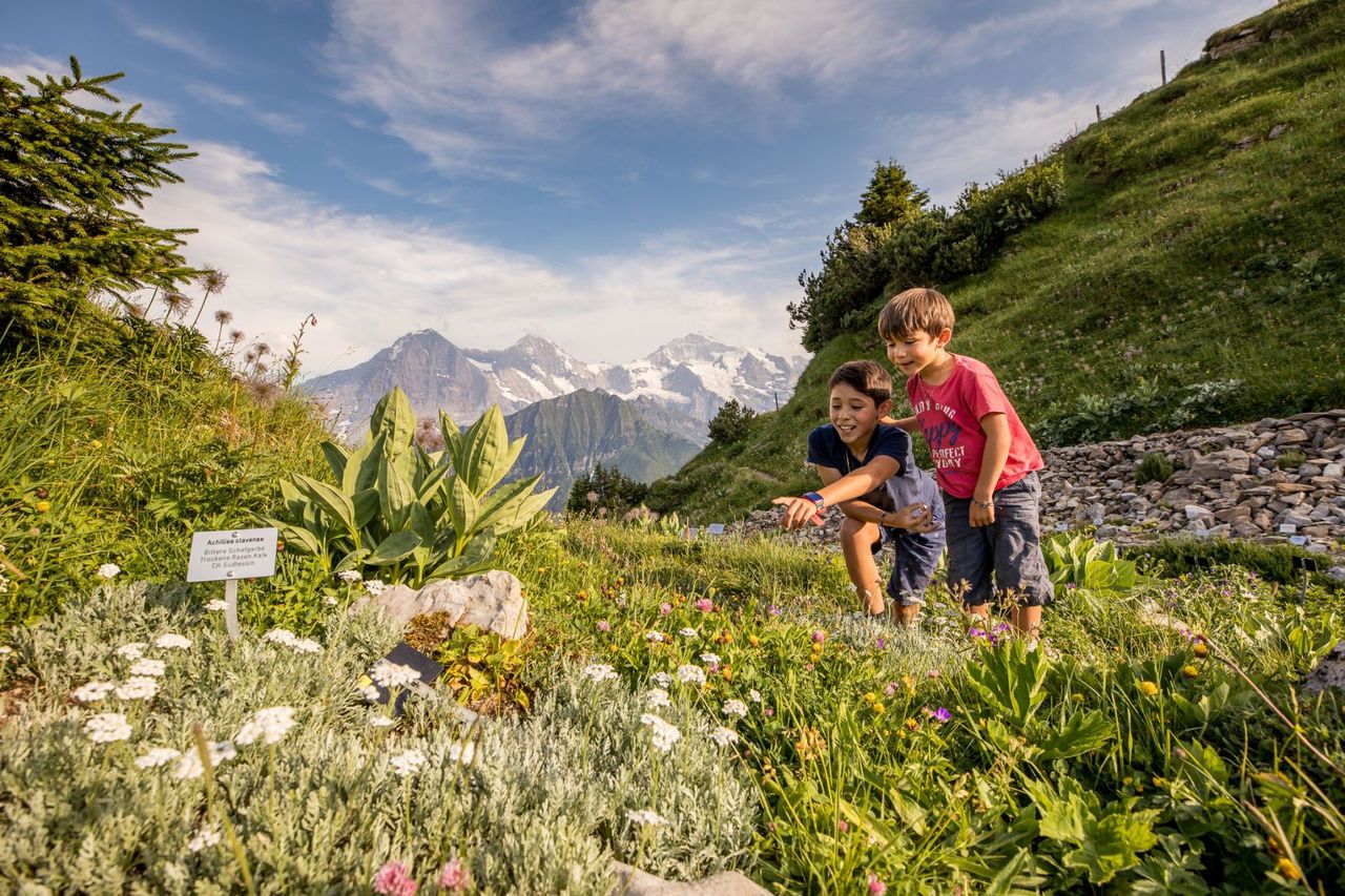 Jungfrau Travel Pass Schynige Platte Wandern Alpengarten