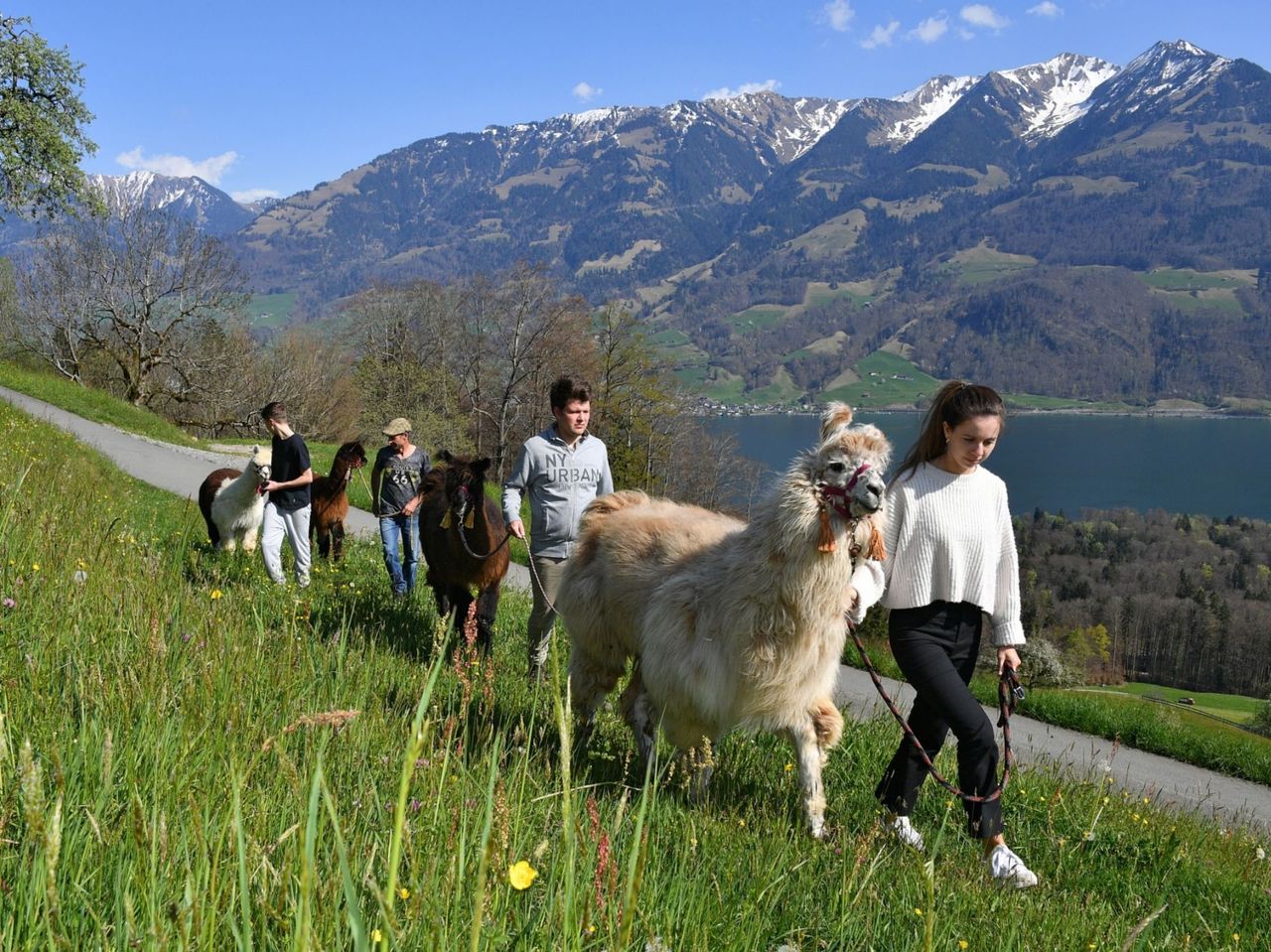 Hofbesichtigung und leichte Lama-Wanderung am Sarnersee