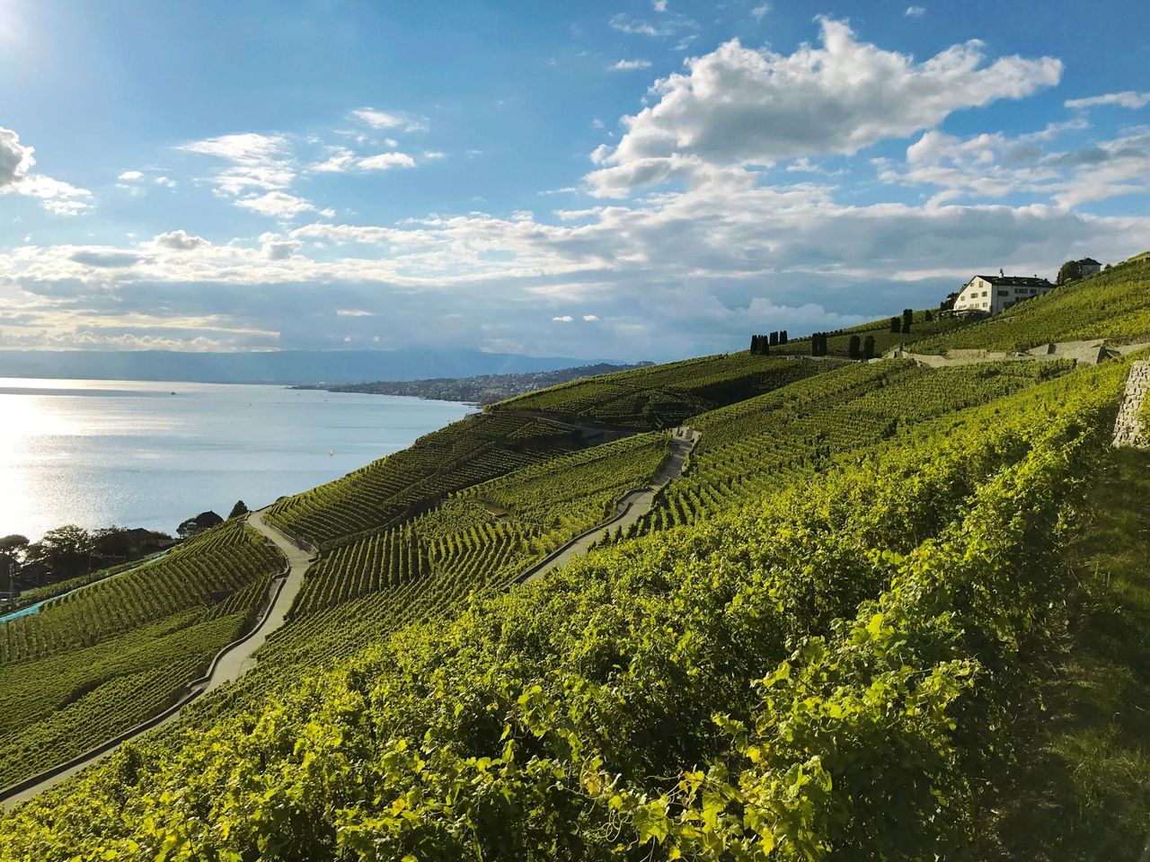 Weinwanderung Lavaux Weinberge für private Gruppen