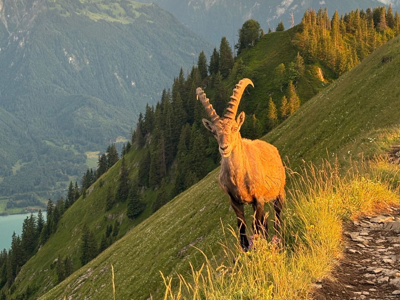 Augstmatthorn private Wanderung mit einem Schweizer Triathleten ab Interlaken