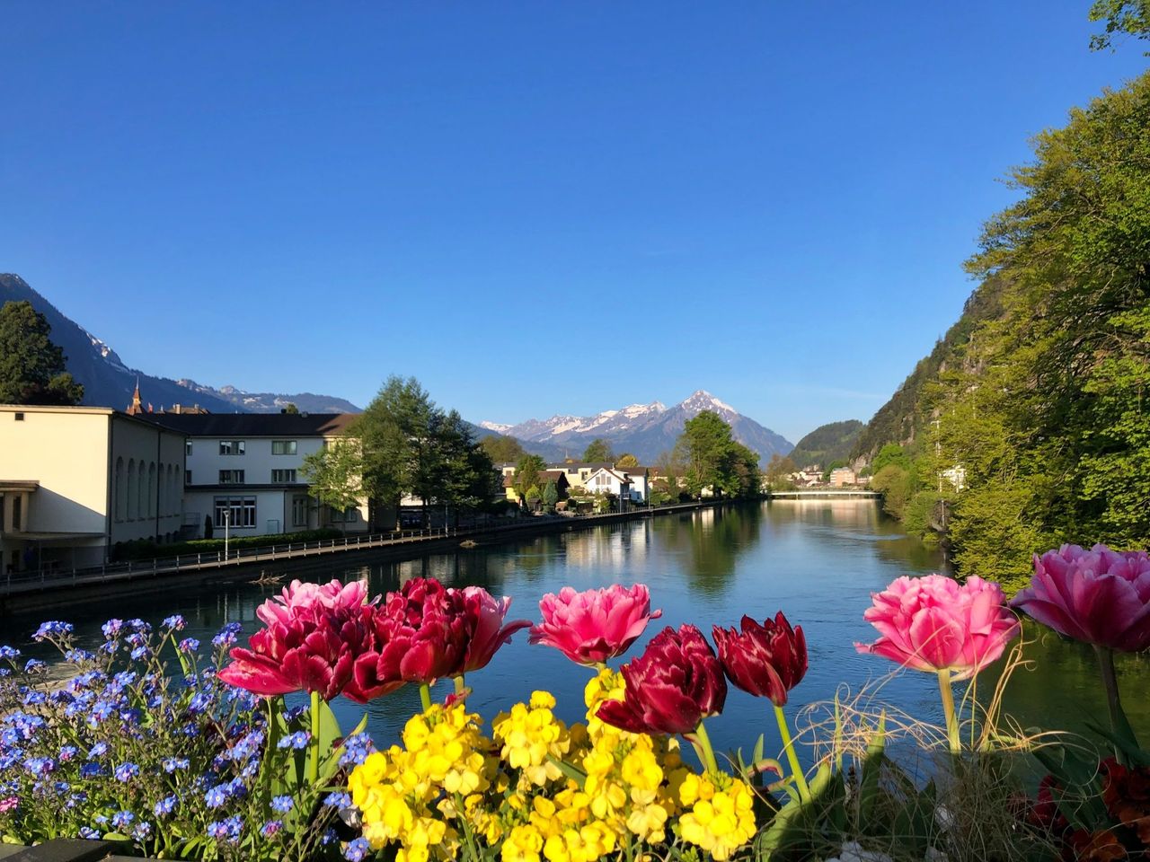 Blumen Interlaken