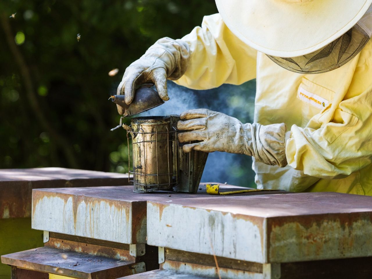 Bienenzucht Erlebnis in Arogno