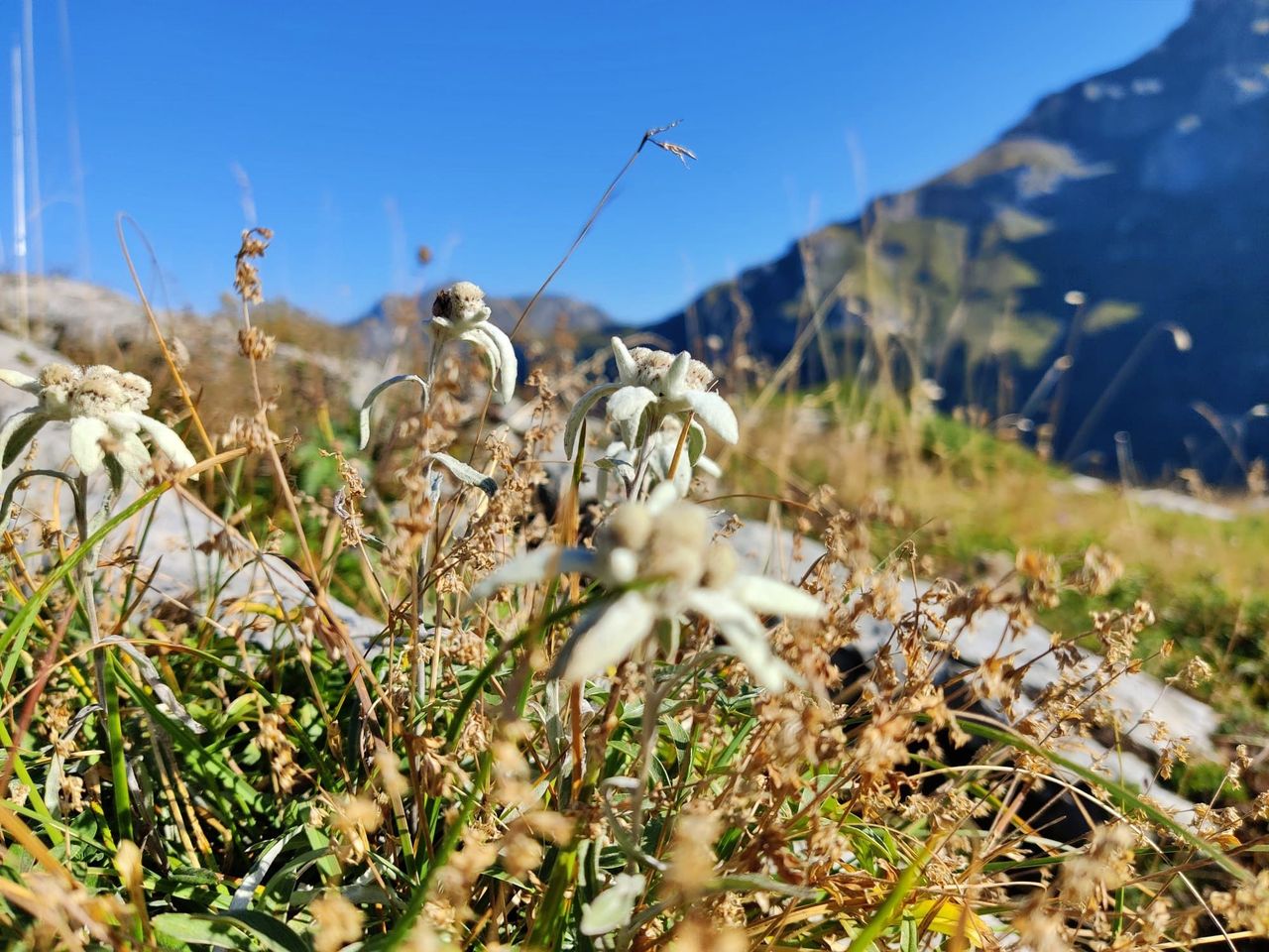 Schweizer Fakten Edelweiss Blume