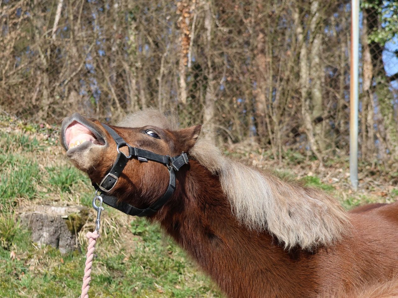 Pony Rental in Lausen