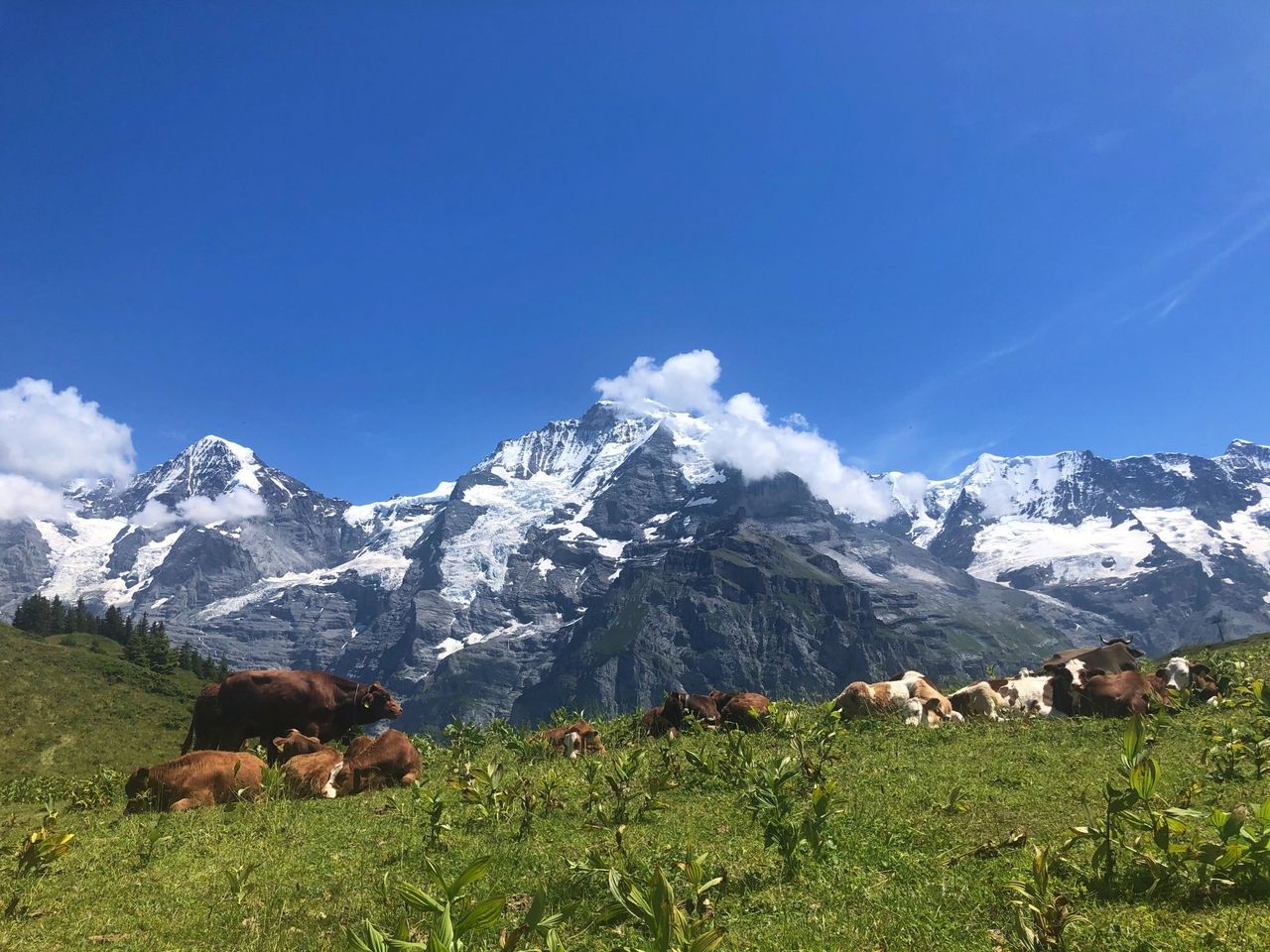 Kuhwiese Jungfrauregion