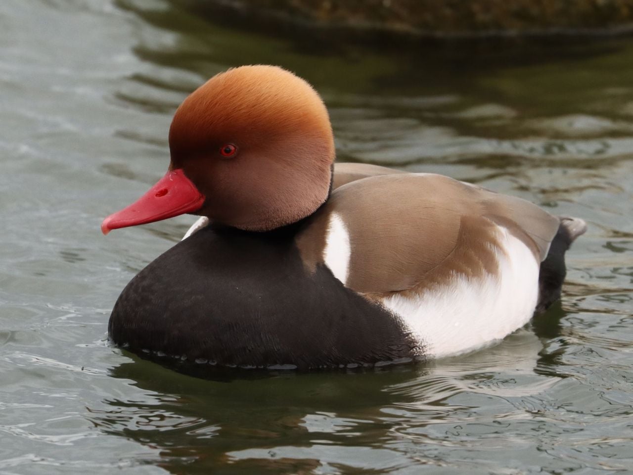 Private Natursafari am Zürichsee ab Rapperswil