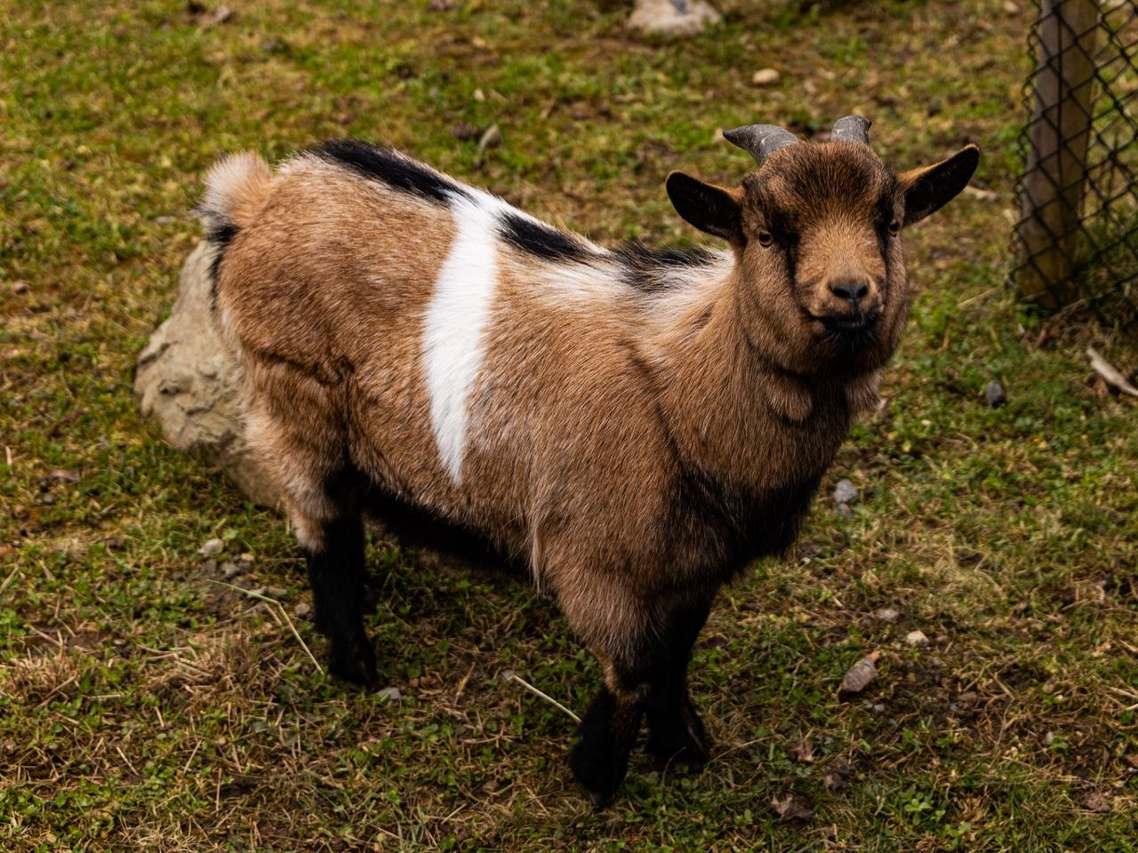 Fototour Tierpark Goldau