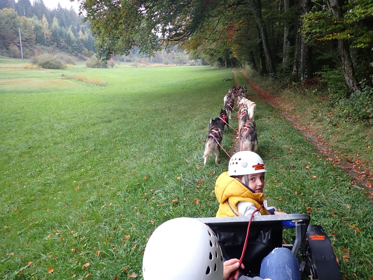 Autumn sled dog cart ride in Ermenswil