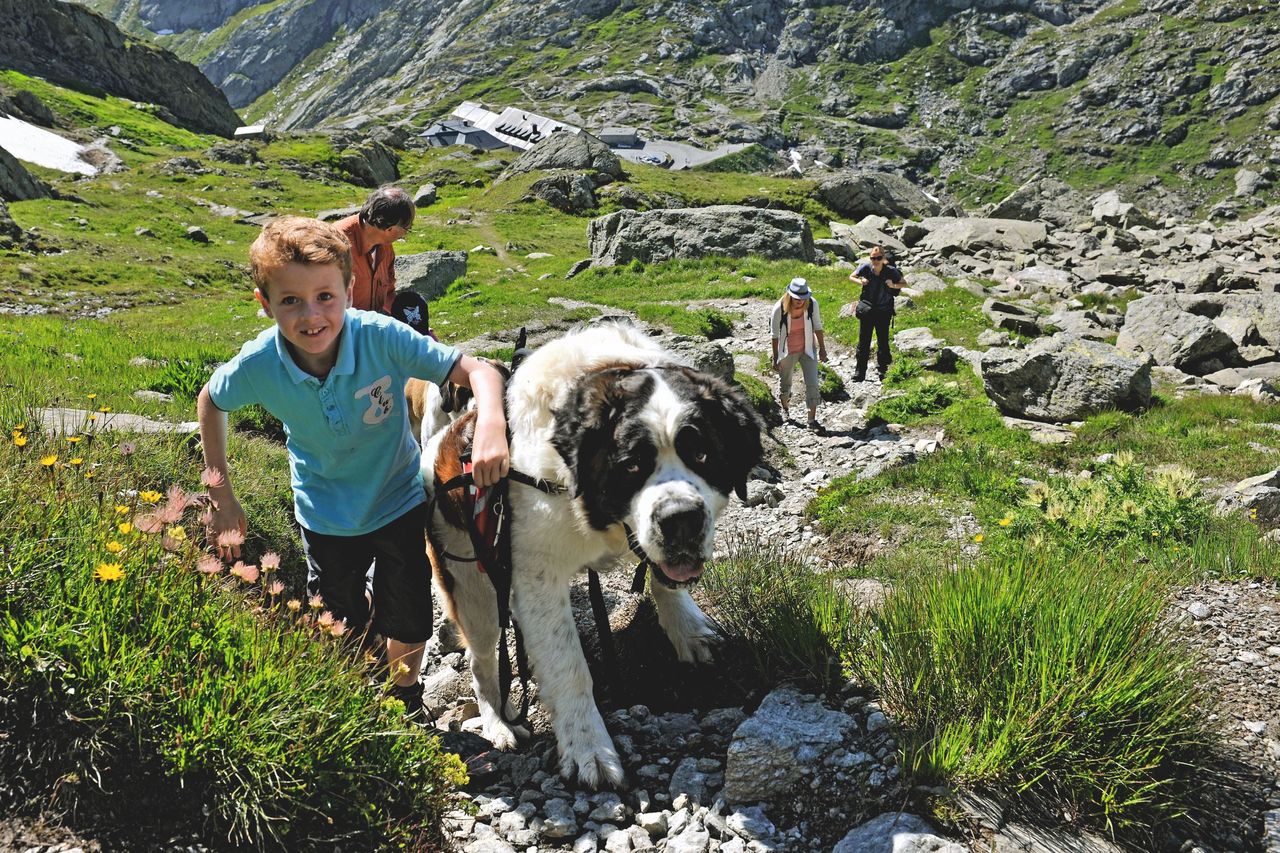 Hund Bernhardiner