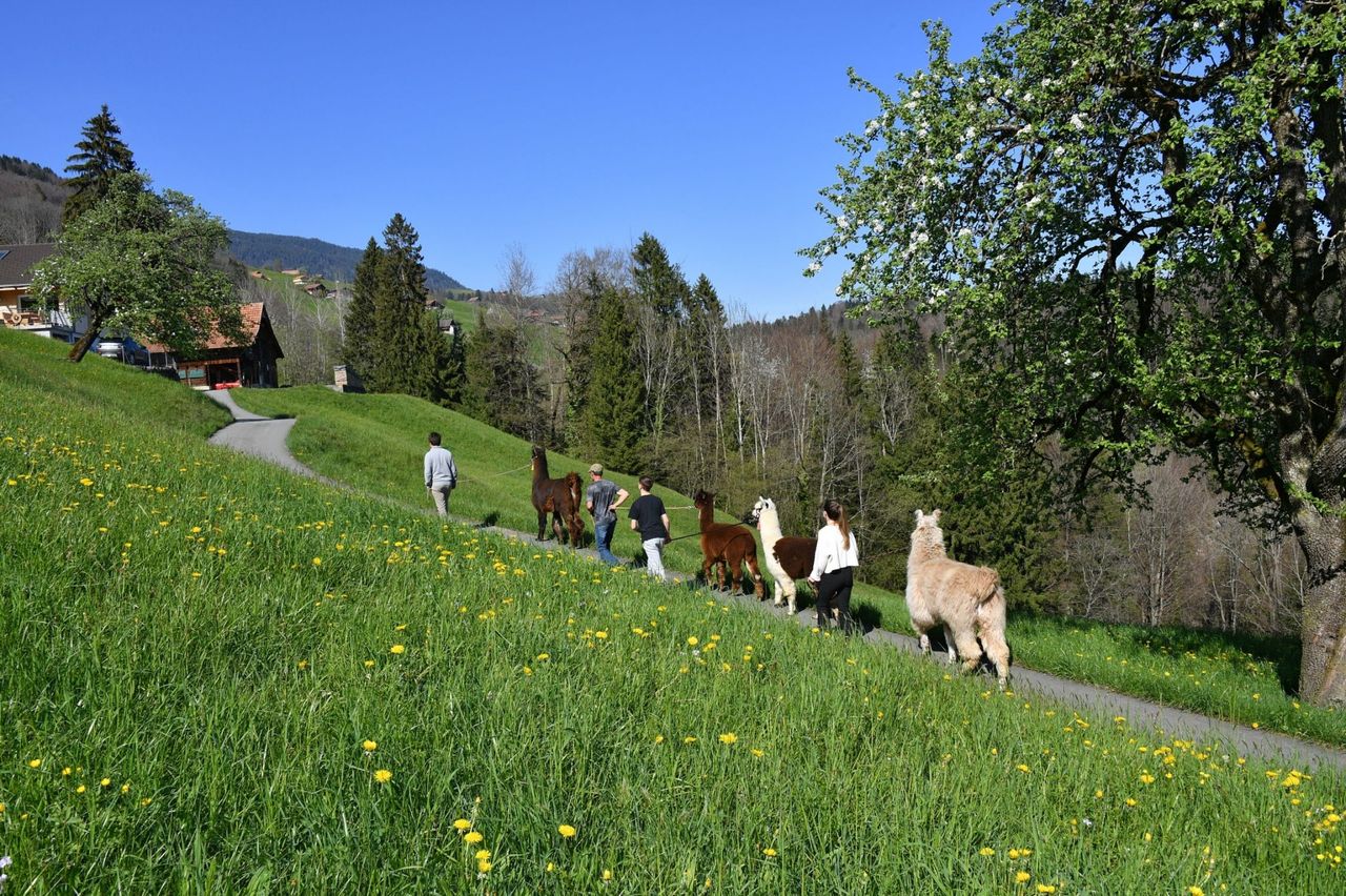 Hofbesichtigung und leichte Lama-Wanderung am Sarnersee