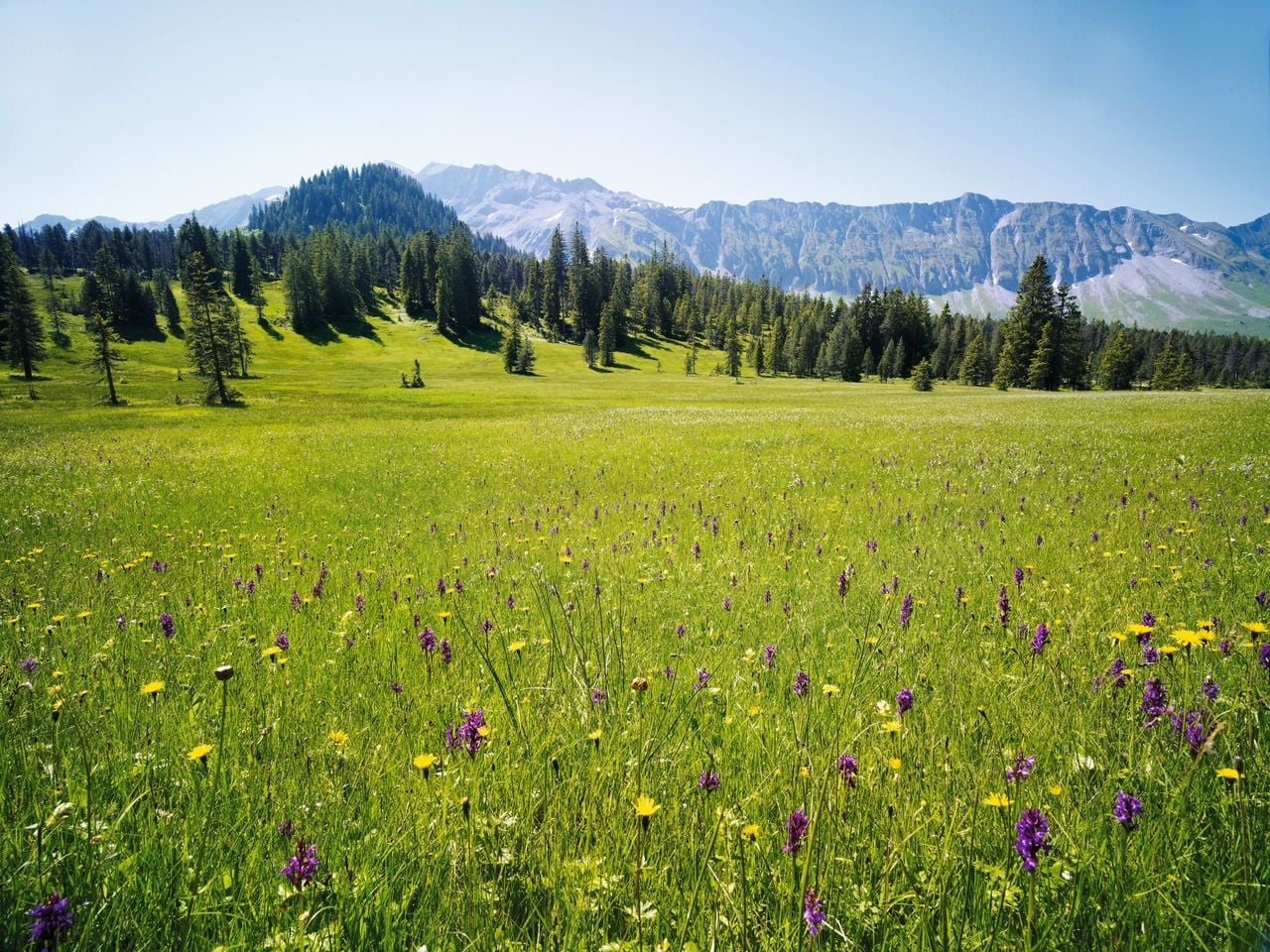 UNESCO Biosphäre Entlebuch Moorwiese