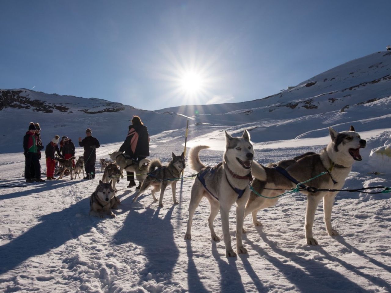 Nordic Adventure with Sled Dogs on the Plaine Morte Glacier