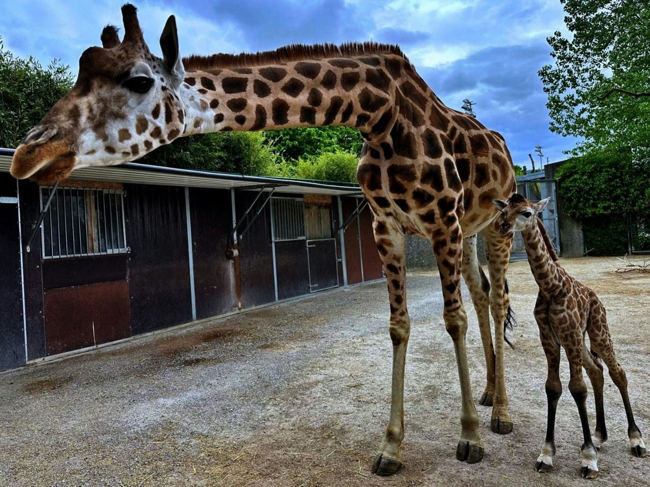 Giraffe Feeding at Knies Children’s Zoo Rapperswil