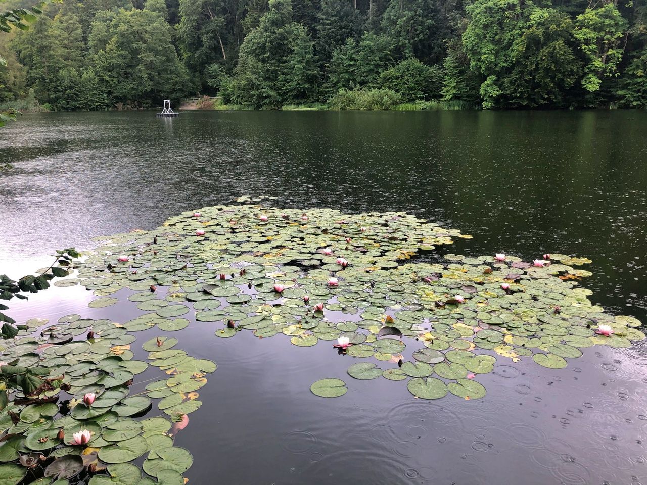 Weiher St. Gallen