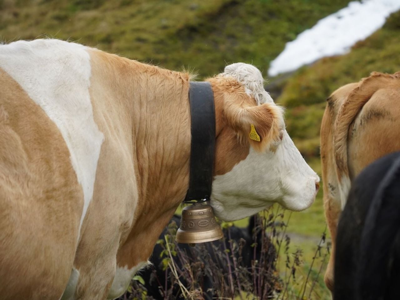 Private Tageswanderung entlang der Bernina Linie ab St. Moritz