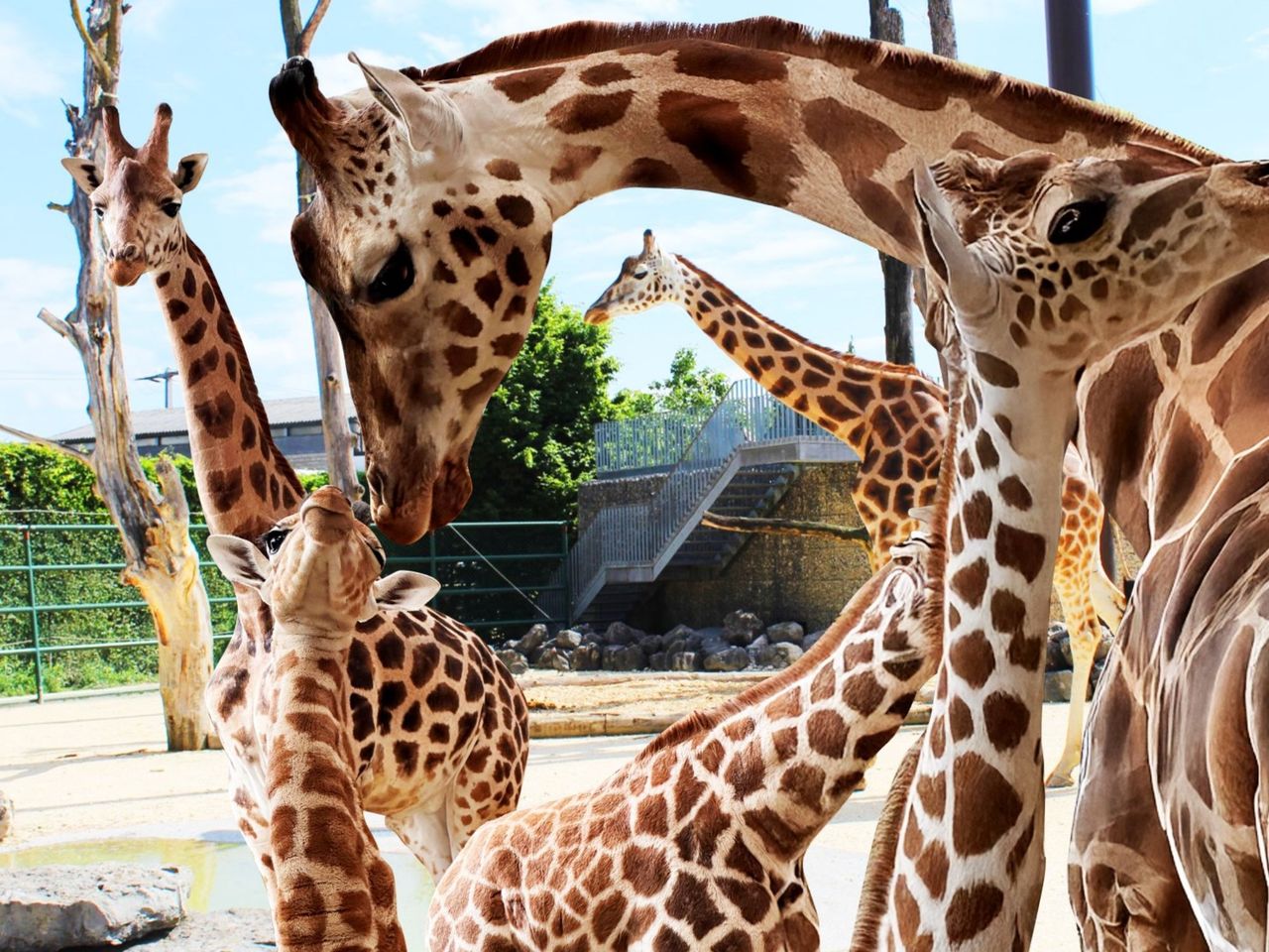 Visita guidata allo Zoo dei bambini di Knies a Rapperswil