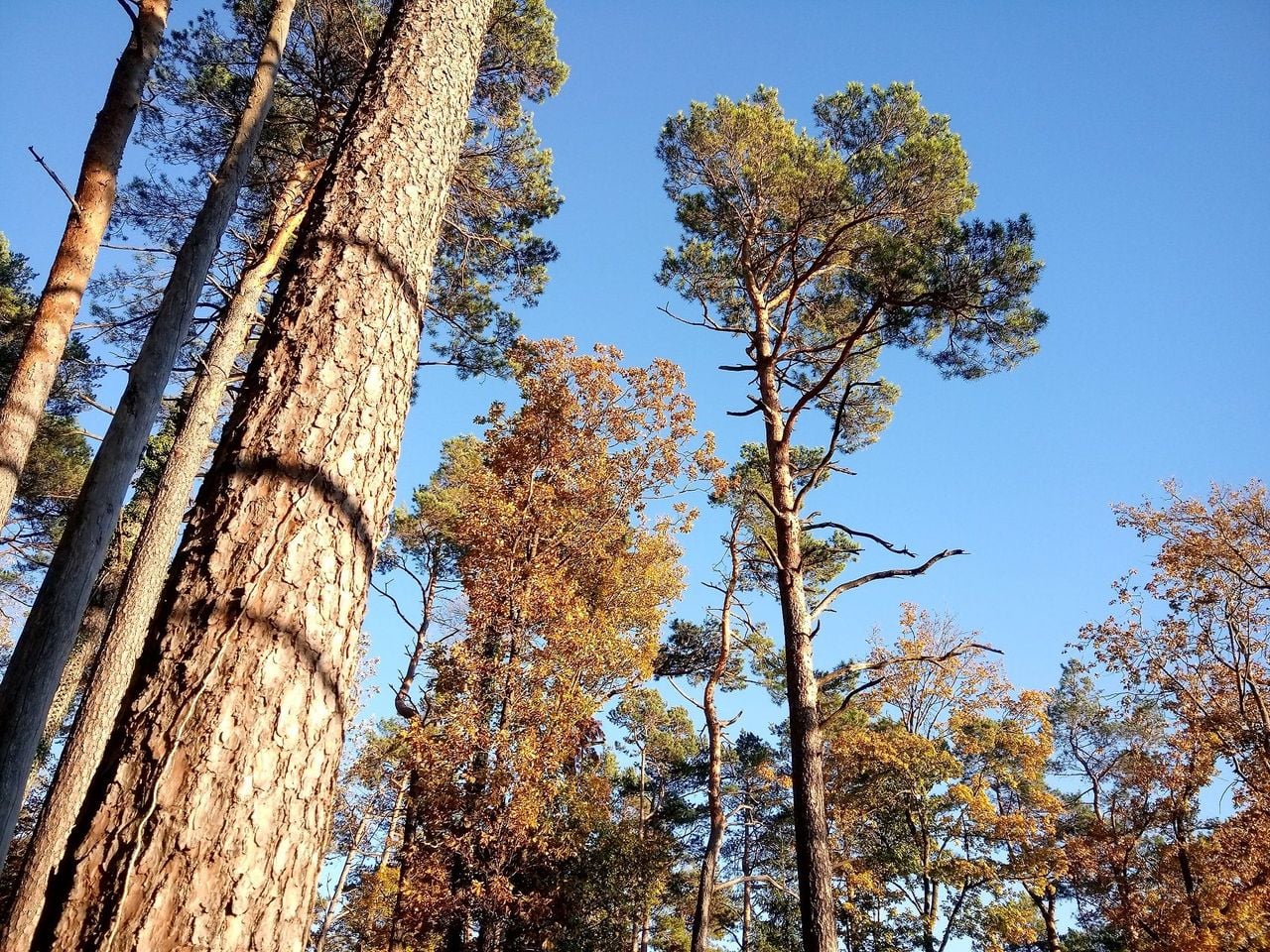 "Forest experience conifers" guided hike in Jurapark Aargau