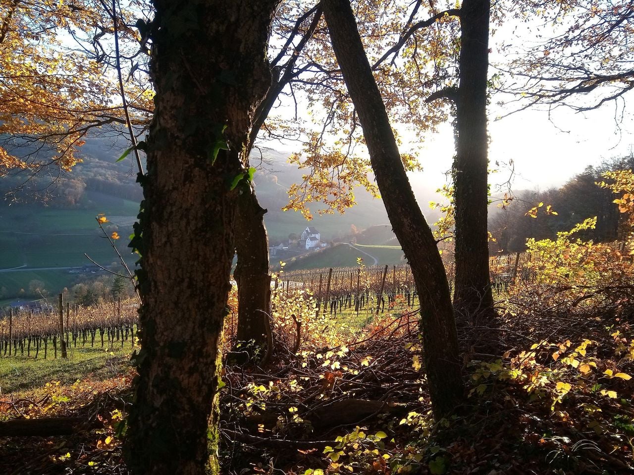 Weinreise ins Schenkenbergertal als geführte Wanderung 