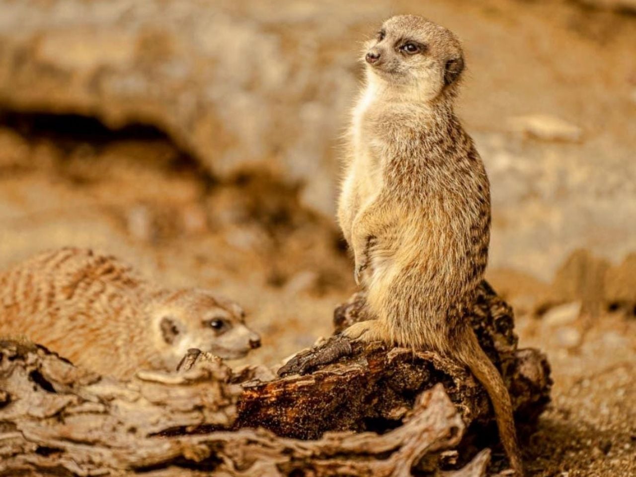 Meerkat Meetup at Knie's Children's Zoo Rapperswil