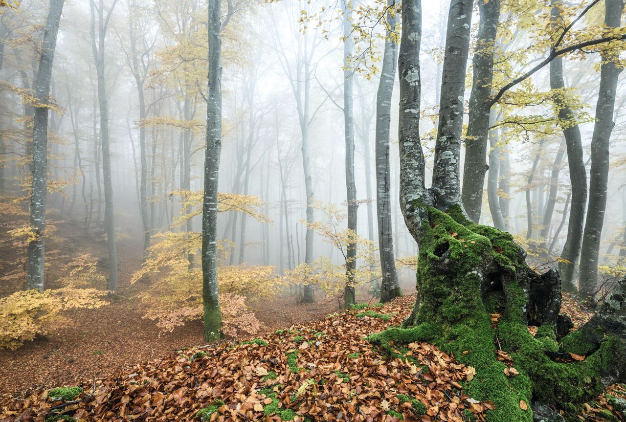 Wald