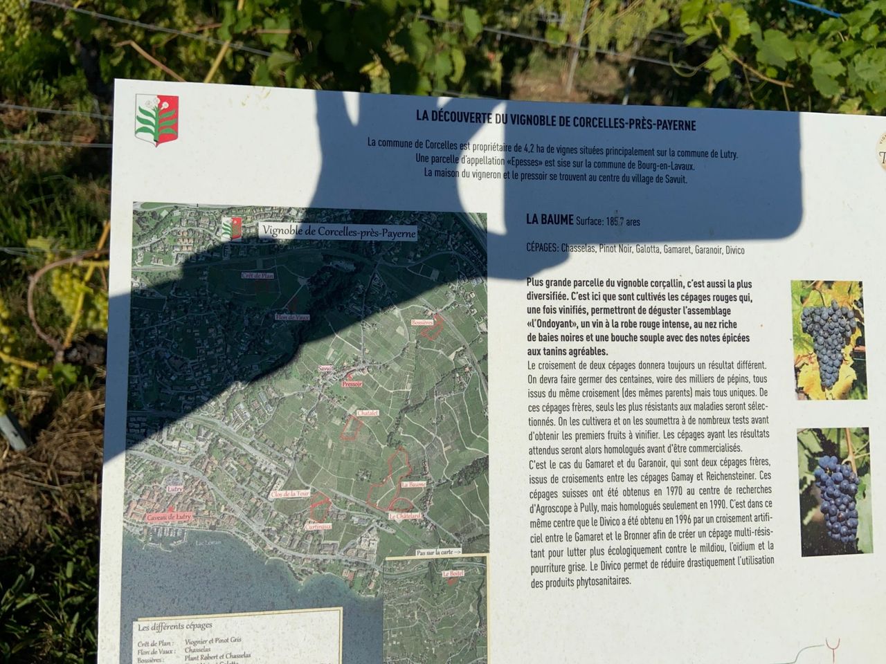 Private Weinwanderung in Lavaux ab Lausanne
