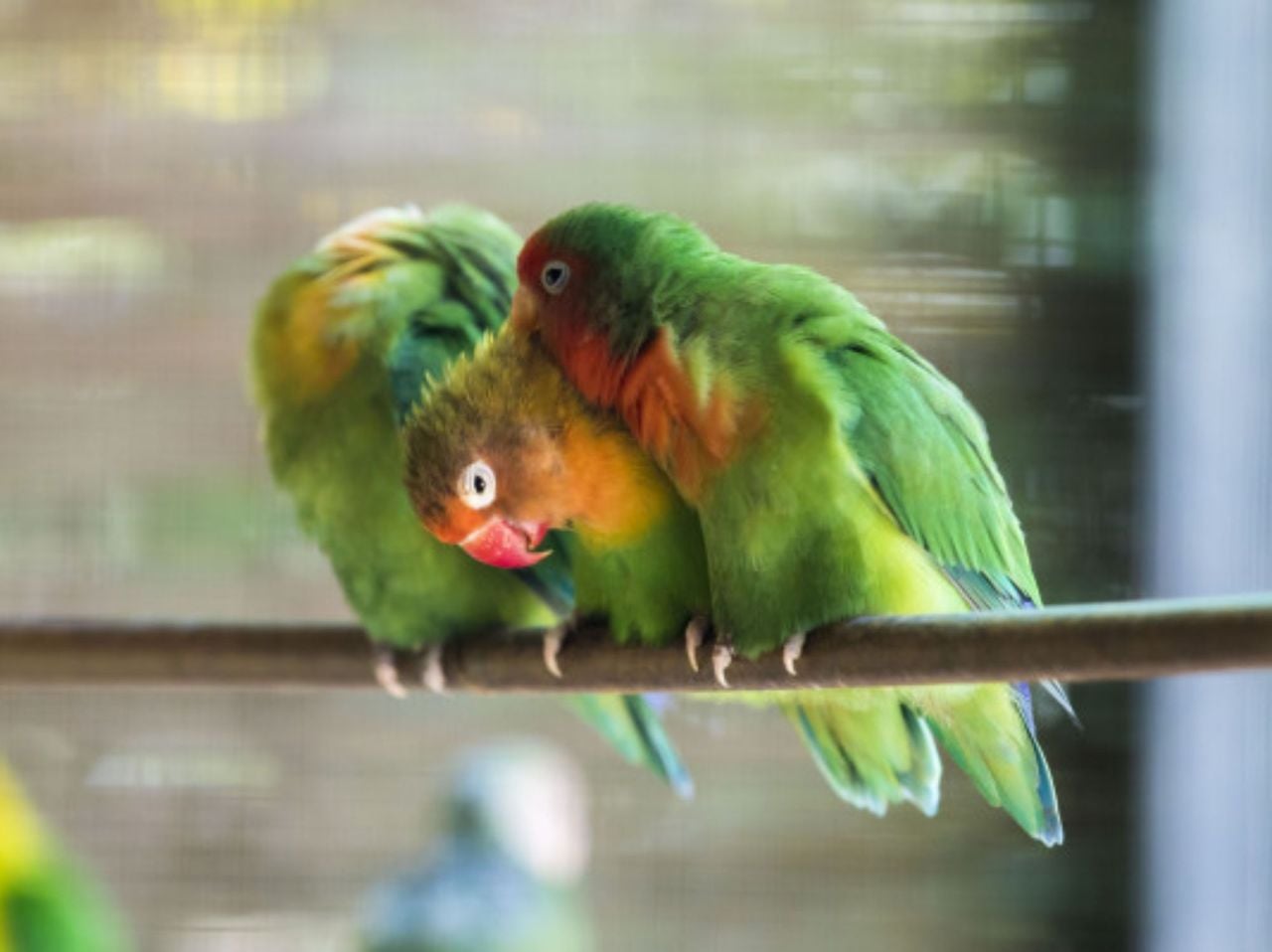Tageskarte Zoo al Maglio