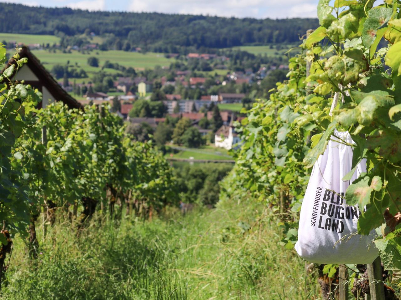 Weinwanderung Stein am Rhein selbstgeführt
