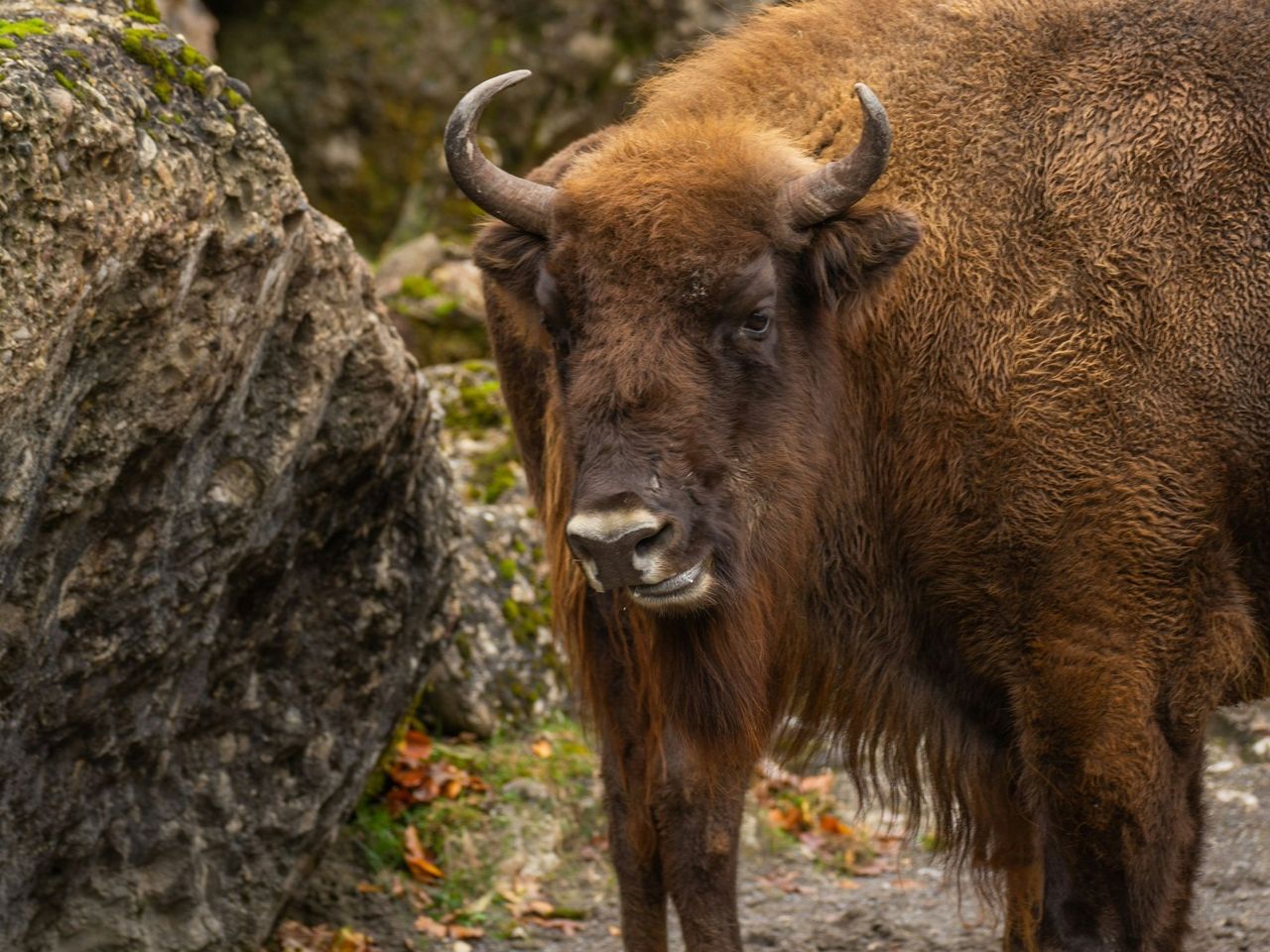 Ticket Nature and Wildlife Park Goldau