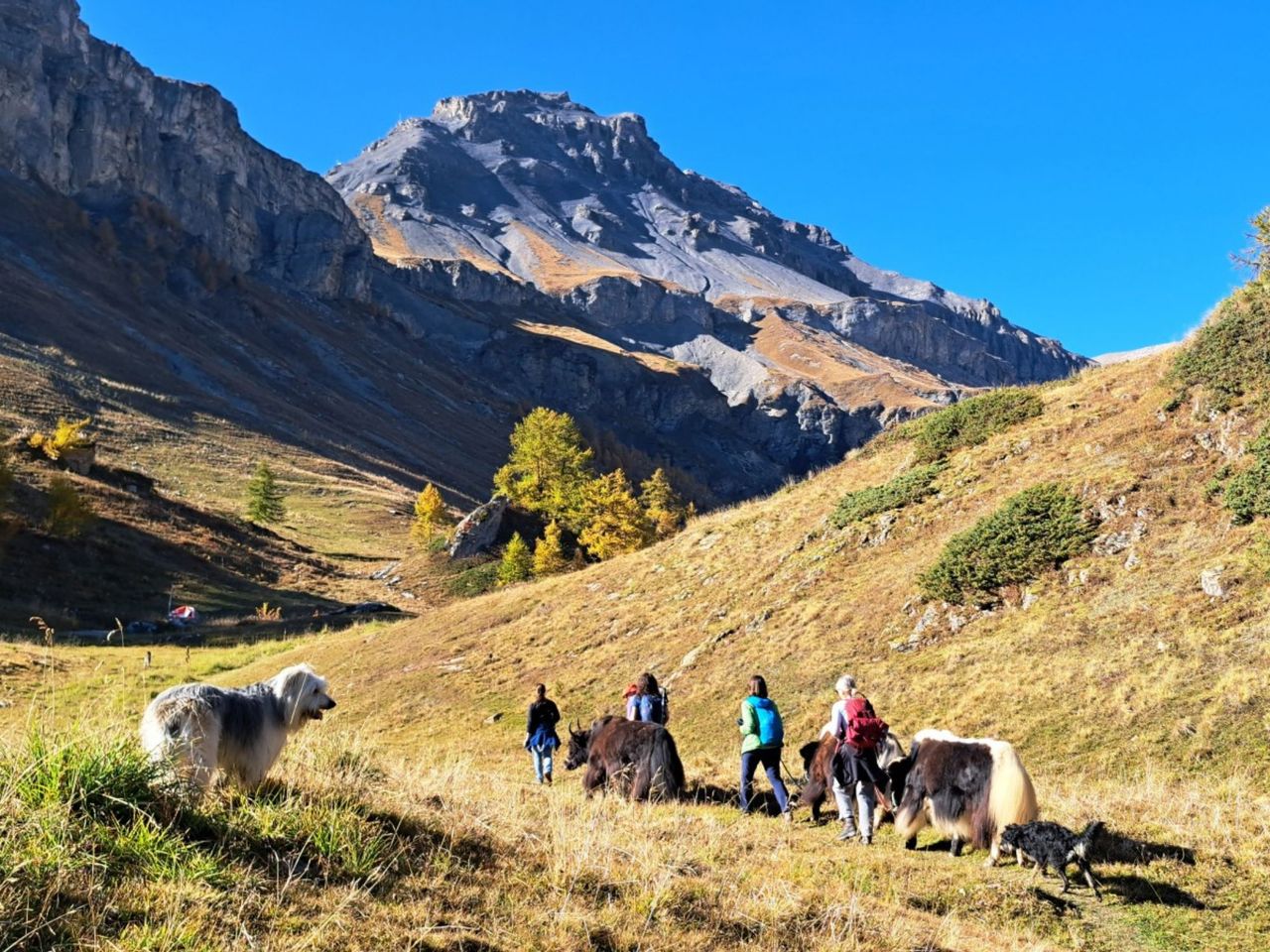 Ein Nomadenabenteuer mit Yaks zu den Wasserfällen von La Tièche