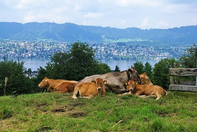 Private Halbtageswanderung Uetliberg und Planetenweg in Zürich