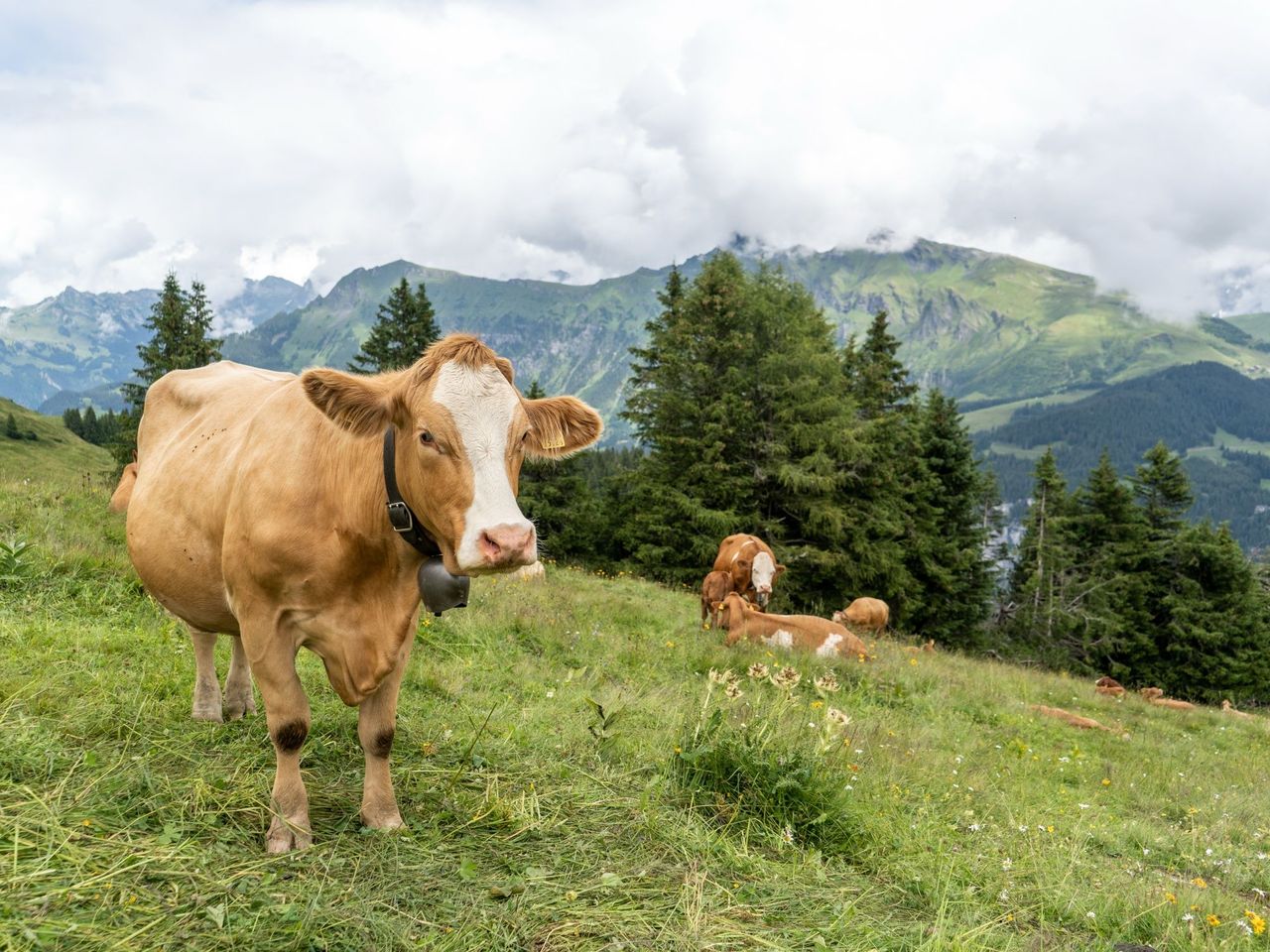 Kuh-Wege und Genuss Wanderung in Mürren