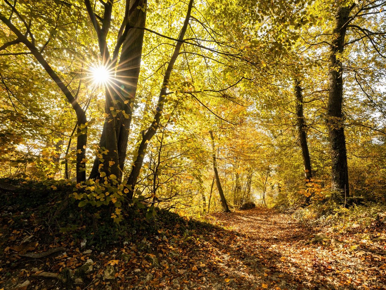 "WaldBaden" ιδιωτική ξενάγηση στη φύση στο Baden