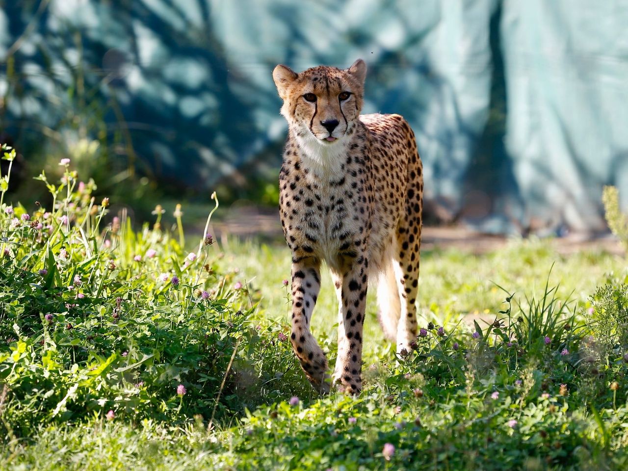 Day Ticket for Knie's Children's Zoo in Rapperswil
